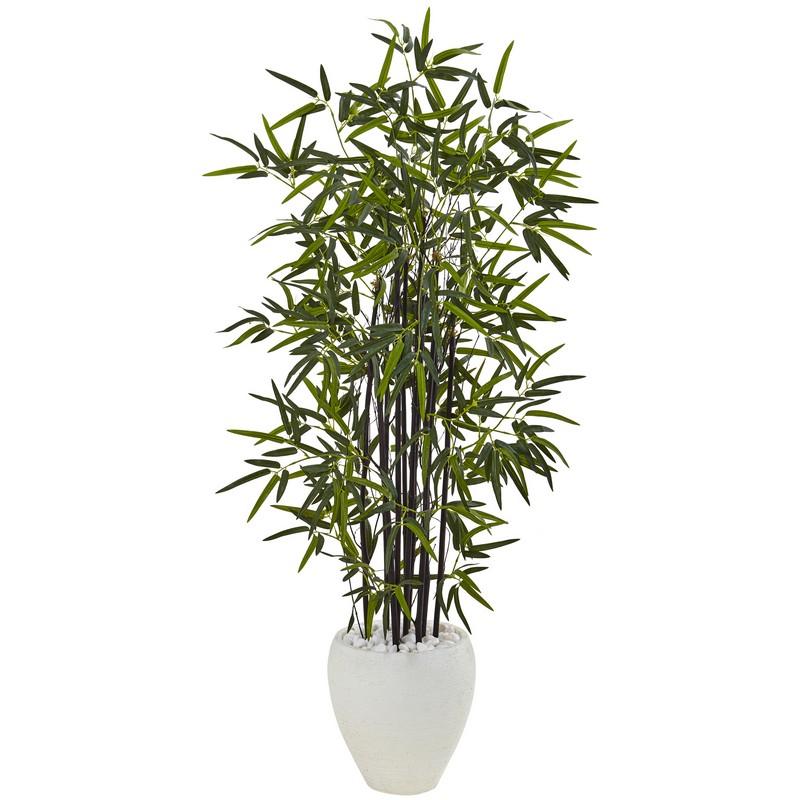 5' Black Bamboo Tree in White Oval Planter