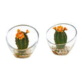 Flowering Cactus Artificial Plant in Glass Vase (Set of 2)
