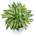 21' Aglonema Artificial Plant in White Vase