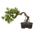 20"  Bonsai Styled Podocarpus Artificial Plant