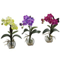 Mini Vanda Orchid Arrangement (Set of 3)
