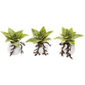 6"  Dusty Succulent Artificial Plant in White Vase (Set of 3)