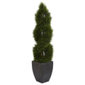 5' Double Pond Cypress Spiral Topiary Artificial Tree in Black Wash Planter