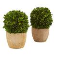 7" Boxwood Ball Preserved Plant in Decorative Planter (Set of 2)