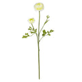 23" Ranunculus Stem (Set of 12)