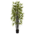 5' Black Bamboo Tree