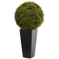 Mohlenbechia Ball Artificial Plant in Black Tower Vase