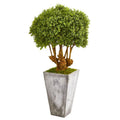 51"  Boxwood Artificial Topiary Tree in Cement Planter (Indoor/Outdoor)