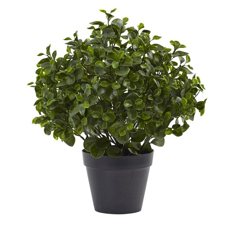 23"  Peperomia Plant UV Resistant (Indoor/Outdoor)