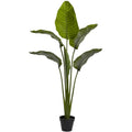 64"  Travellers Palm Tree UV Resistant (Indoor/Outdoor)