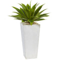 Agave in White Planter