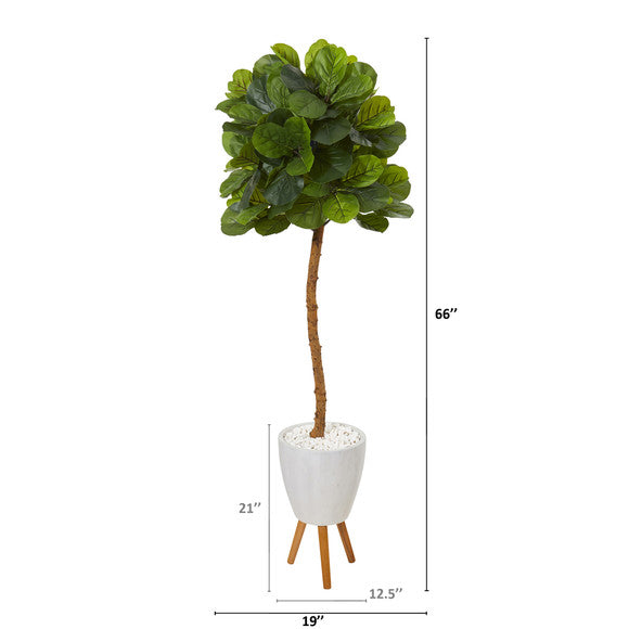 5.5' Fiddle Leaf Artificial Tree in White Planter with Stand (Real Touch)