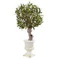 3' Olive Tree in White Urn