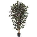 6' Capensia Ficus Tree x 3 w/1008 Lvs