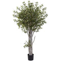 6' Olive Tree W/3864 Lvs