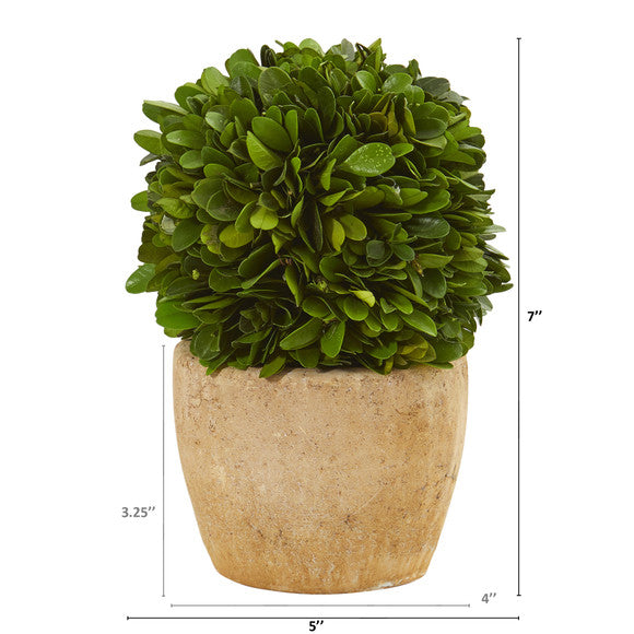 7" Boxwood Ball Preserved Plant in Decorative Planter (Set of 2)