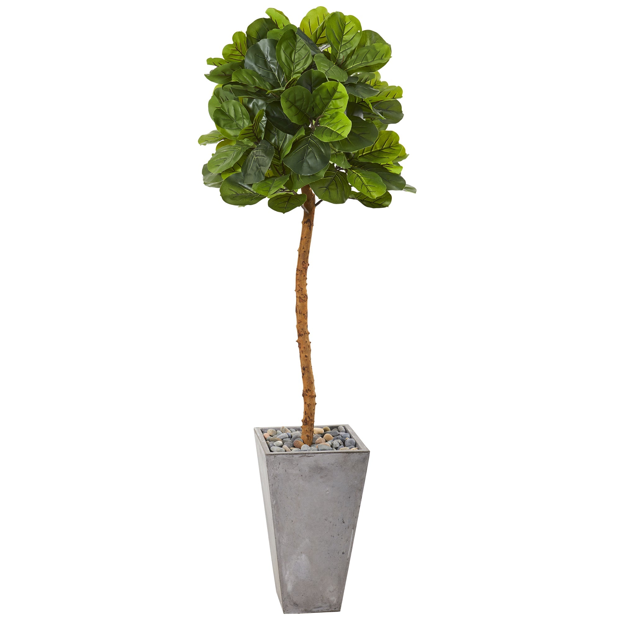 70" Fiddle Leaf Artificial Tree in Cement Planter (Real Touch)