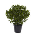28"  Peperomia Plant UV Resistant (Indoor/Outdoor)