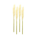 Cream Pampas Gass Stem (Set of 4)