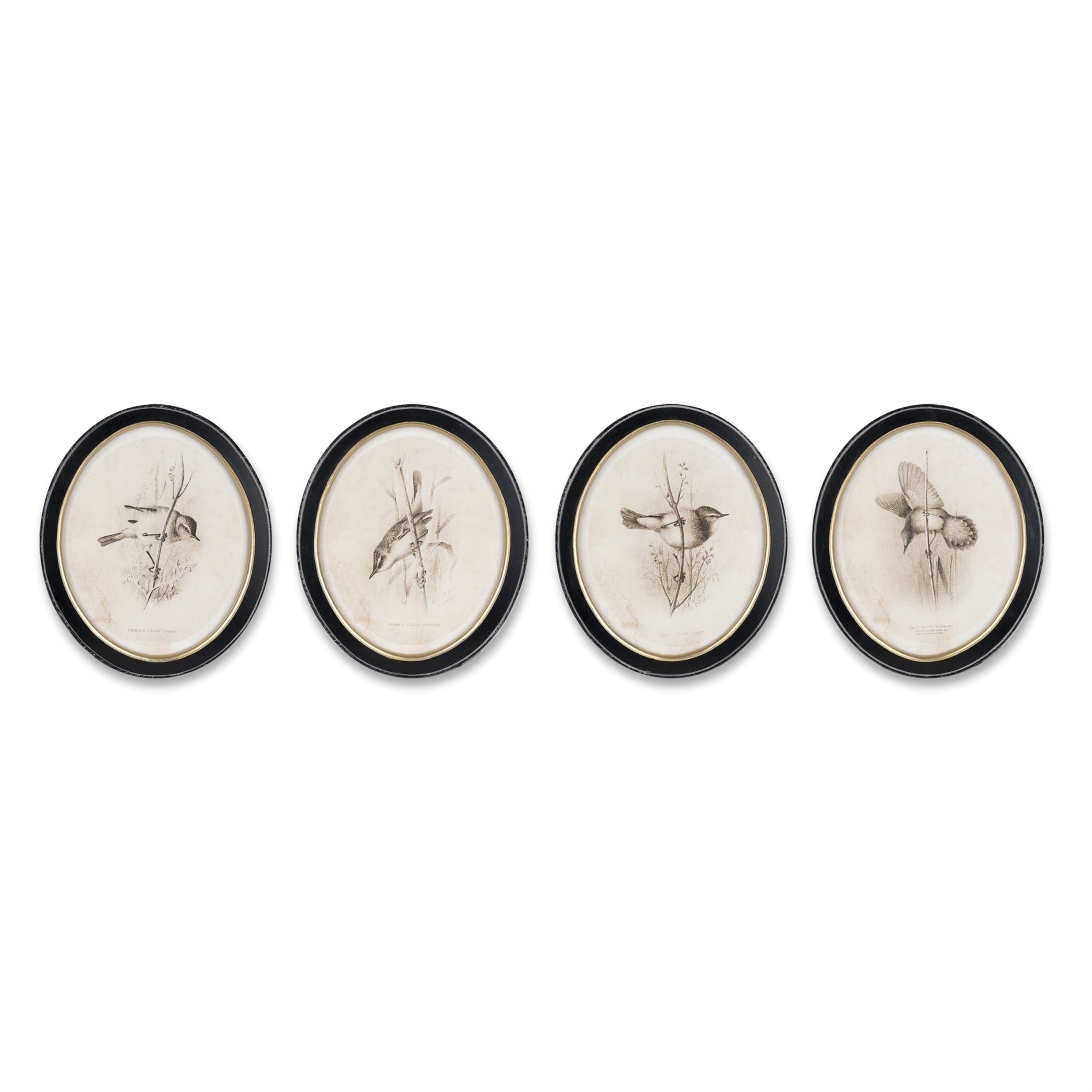 Framed Bird Print (Set of 4)