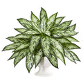 18" Silver Queen Artificial Plant in White Pedestal