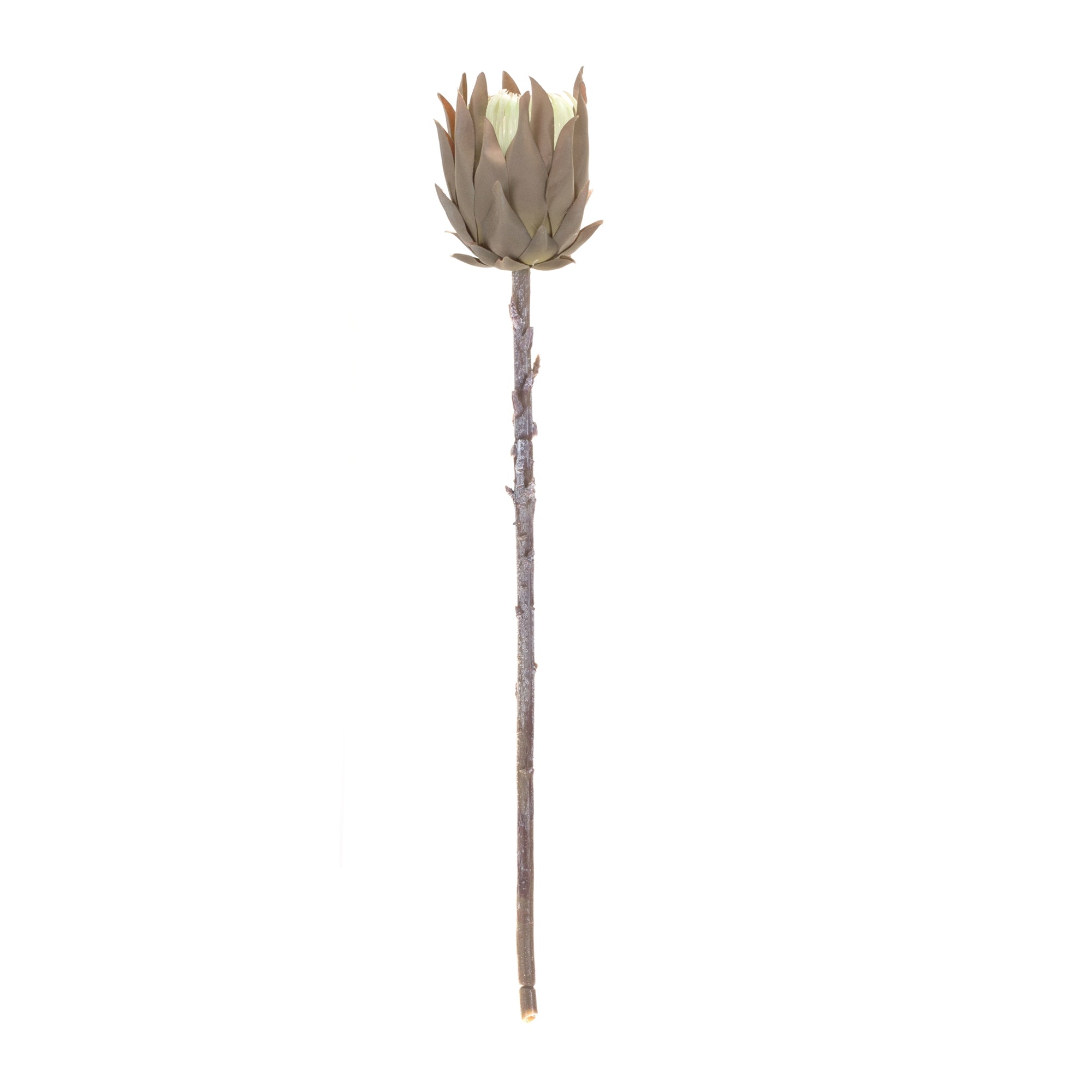 Beige Protea Stem (Set of 6)