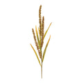 Seeded Harvest Spray (Set of 12)