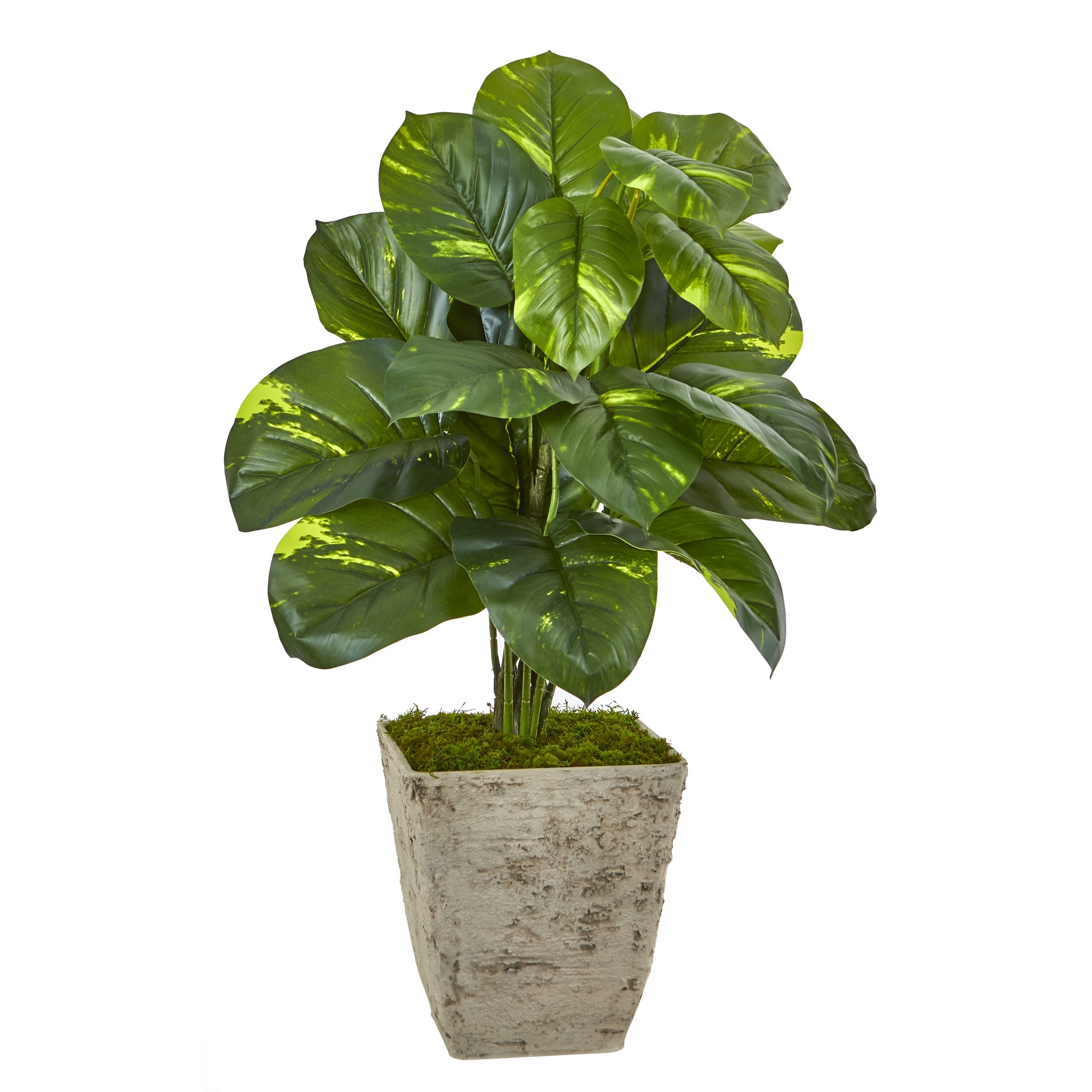 33" Dieffenbachia Artificial Plant in Country White Planter