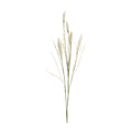 Foxtail Spray (Set of 6)
