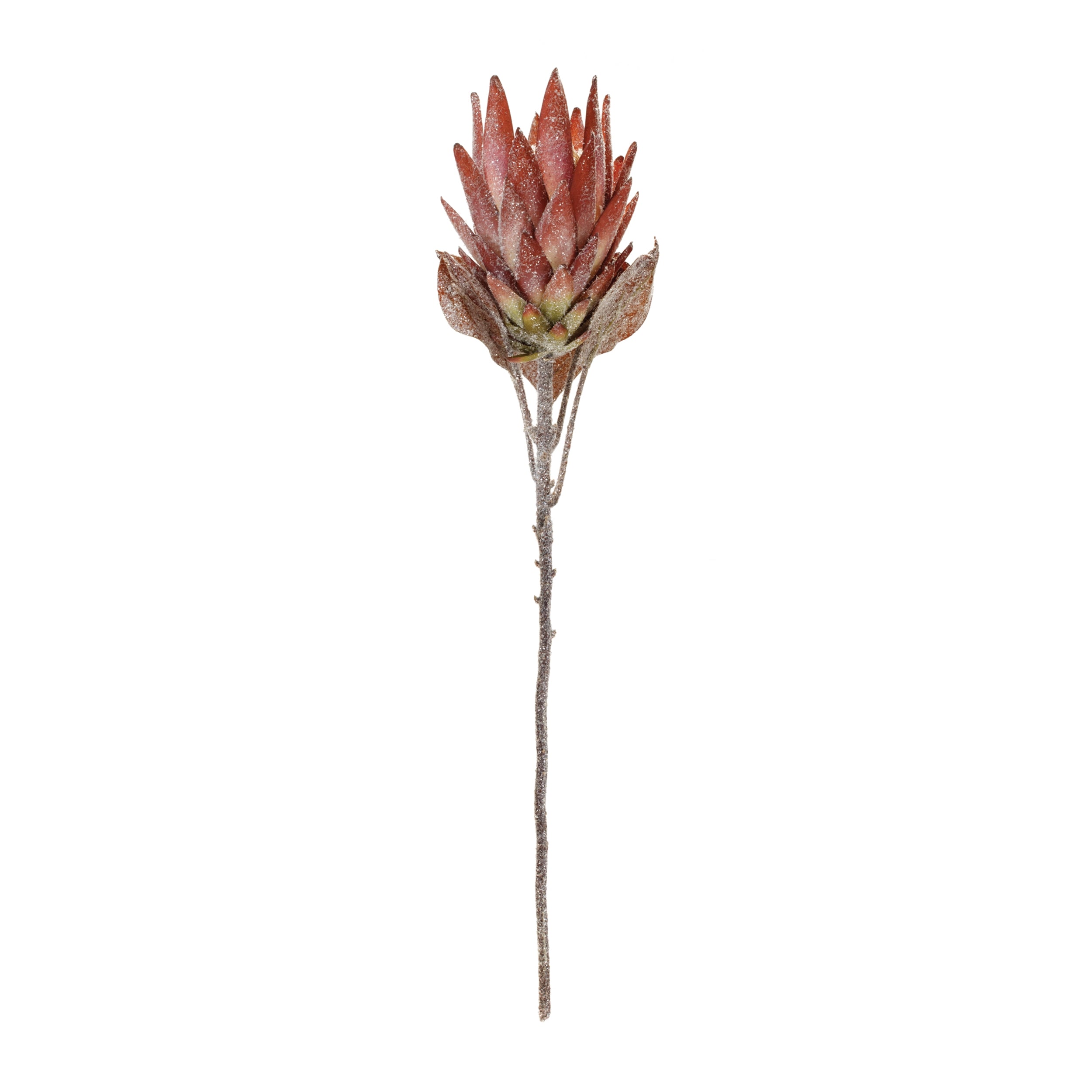 Orange Protea Flower Stem (Set of 2)