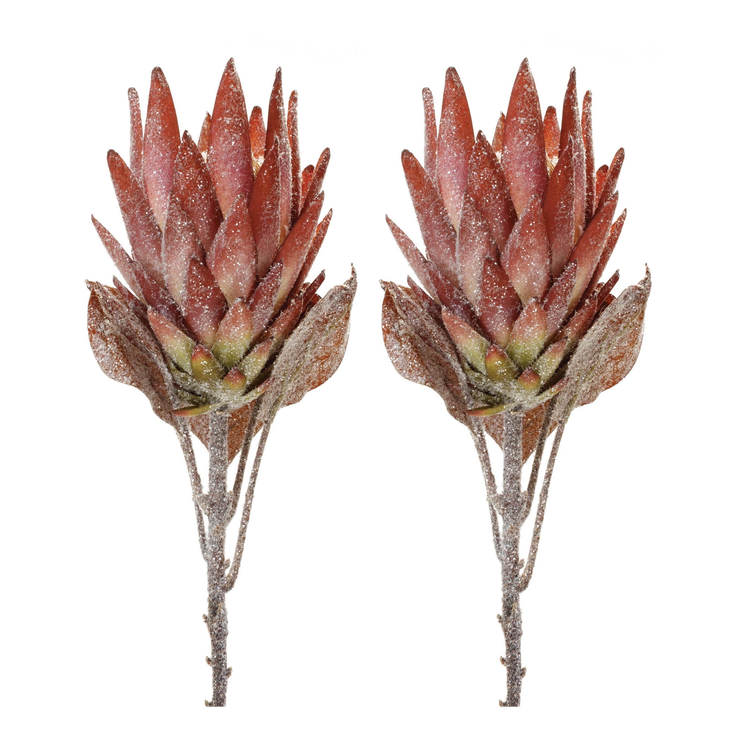 Orange Protea Flower Stem (Set of 2)