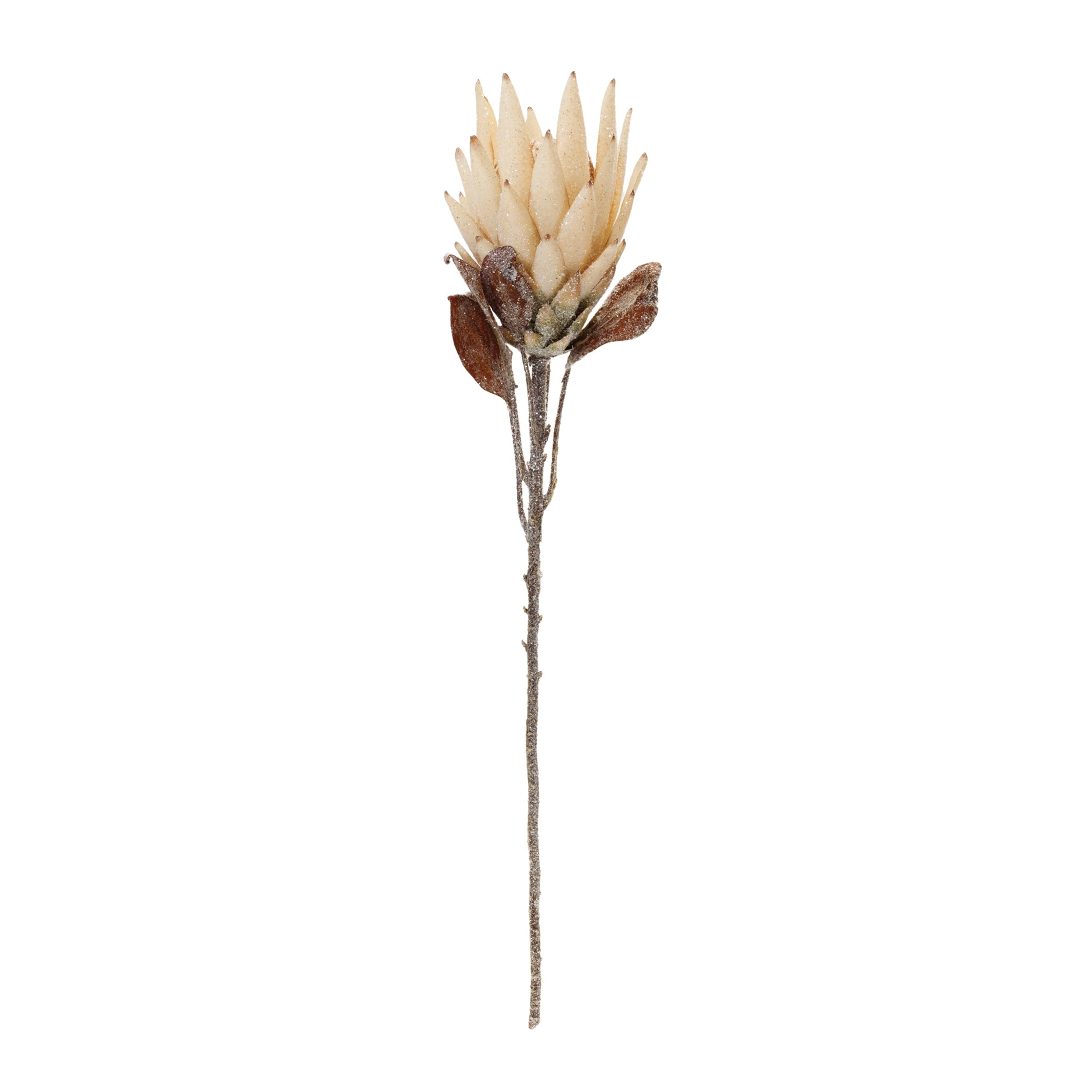 Beige Protea Flower Stem (Set of 2)