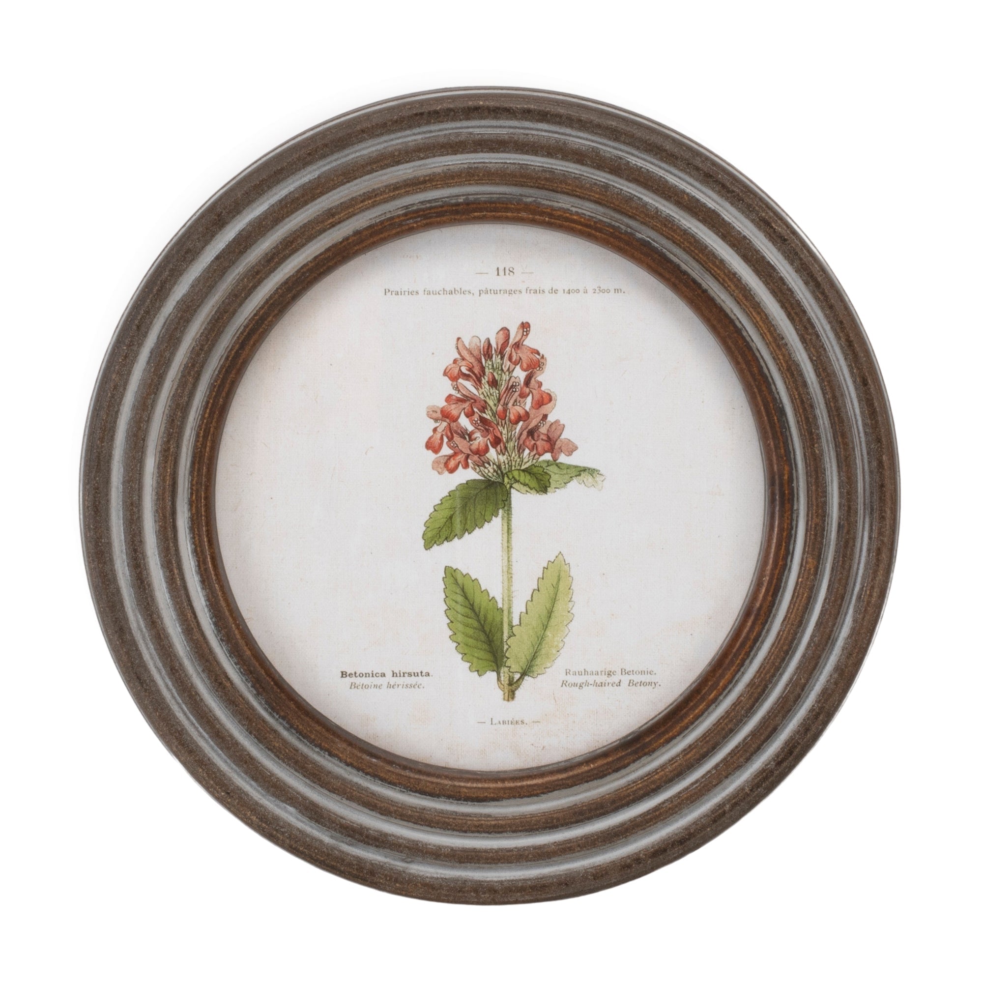 Round Framed Floral Print (Set of 6)