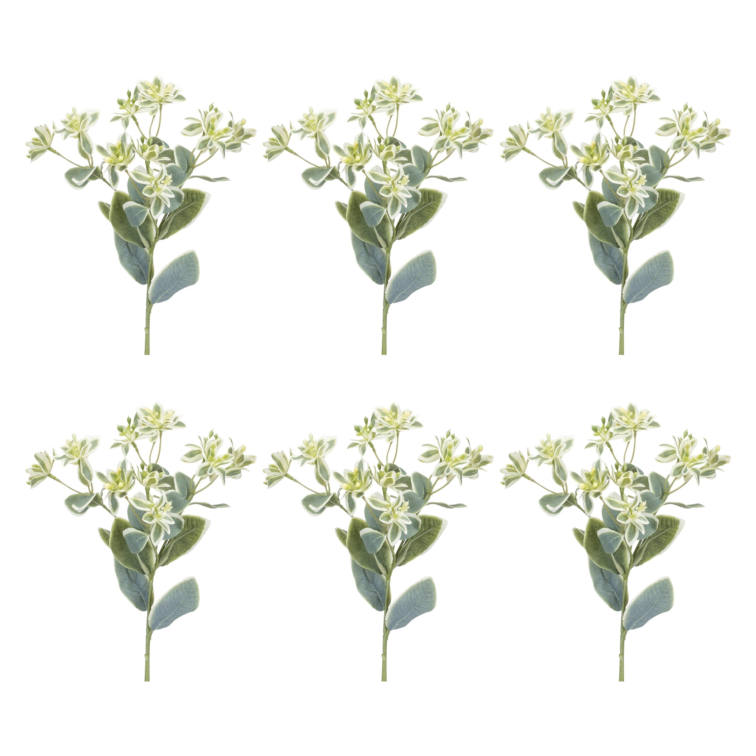 Euphorbia Floral Stem (Set of 6)