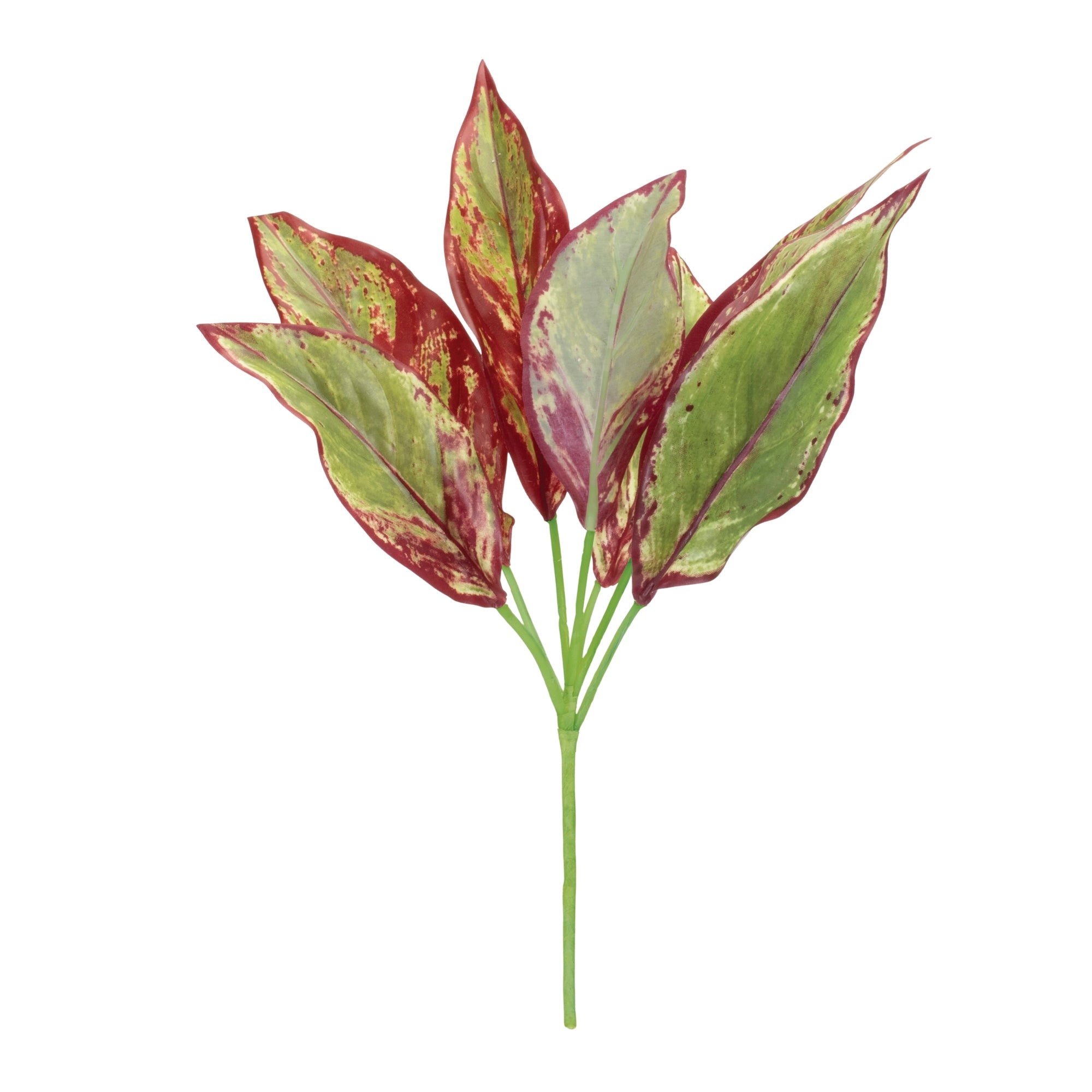 Variegated Foliage Plant (Set of 6)