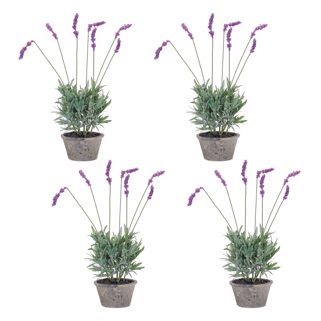Potted Lavender Plant (Set of 4)