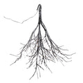 LED Flocked Twig Branch 5'H