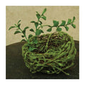 Mossy Bird Nest - 3-1/2" (Pack of 4)