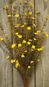 Mustard Astilbe Bush - 21"  (Pack of 4)