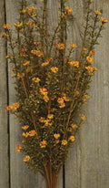 Rust Astilbe Bush - 21" (Pack of 2)