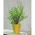 Potted Fern (Pack of 4)