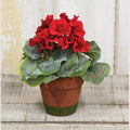Potted Geraniums (Pack of 2)