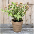 Potted Happy Harmony 8"  (Pack of 4)