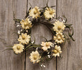 Teastain Daisy & Pip Ring 3-1/2" (Pack of 4)