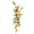 Merry Mistletoe Swag 16"  (Pack of 4)