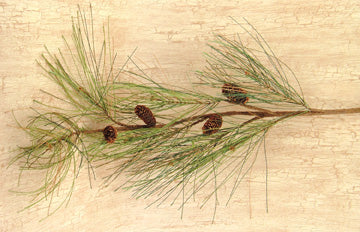 Long Needle Pine Spray - 28" (Pack of 2)