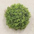 Morning Rain Half Sphere 5" (Pack of 4)