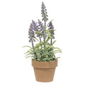 Potted Mountain Bells Purple (Pack of 4)