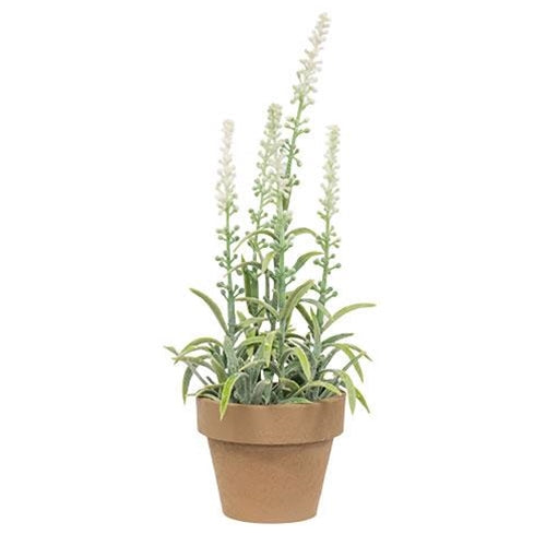 Potted Flowering Sage White (Pack of 4)