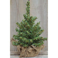 Noble Pine Tree 8" (Pack of 4)